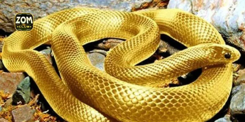 Mơ thấy rắn đánh con gì và 5 trường hợp hay gặp